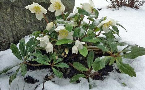 Vaatimaton hellebore: sitkeän kukan istuttaminen ja hoitaminen