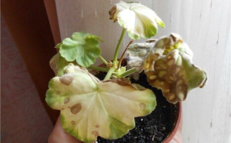 Geranium-taudit ja niiden hoito valokuvalla - tutkimme yleisimpiä ongelmia