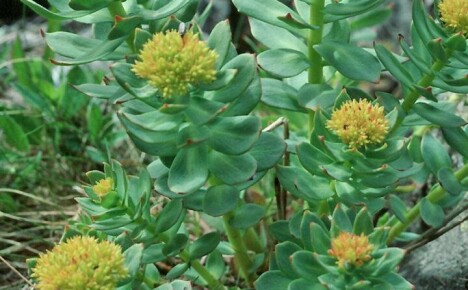 Rhodiola rosean kiehtova viljely ja hoito maan kukkapenkissä