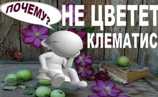 Tapahtui ongelmia - klematis ei kukista