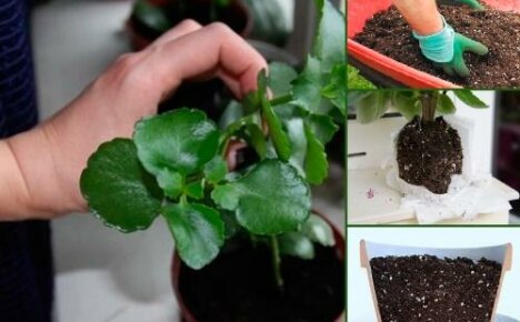 Kalanchoe-elinsiirto Kalandiva - onnistuneen menettelyn salaisuudet