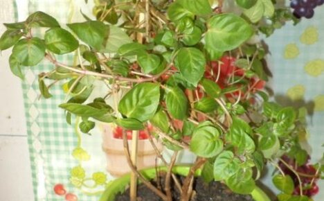 Miksi fuksia ei kukki - selvitämme ongelman syyn
