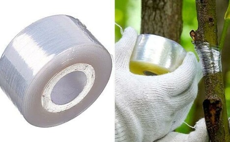 Kuinka luoda uusi puutarhan ilme varttamalla nauhaa Kiinasta