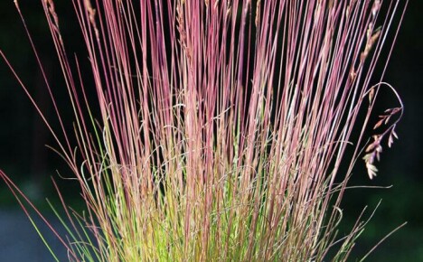 Yksinkertainen ratkaisu upealle nurmikolle - punainen fescue