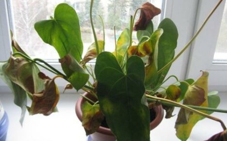 Miksi anthurium kuivuu - syyt ja ratkaisut ongelmaan