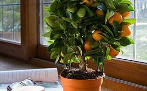 Menestyvästi kasvava Calamondin-talo