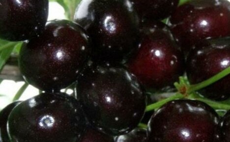 Cherry Duke: kuvaus kulttuurista, lajikkeista, viljelystä ja hoidosta