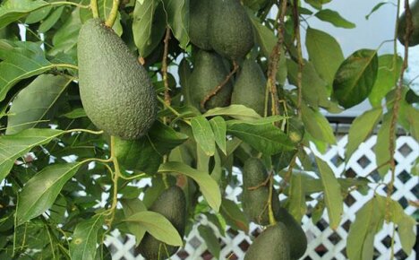 Avokado on ainutlaatuisen näköinen puu