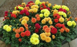 Syksyn puutarhan koristelu - yksivuotiset dahlia-kukat