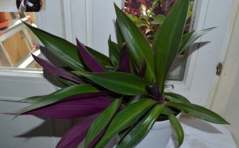 Suurikokoinen Tradescantia tai rheo-kukka - vaatimaton pensaan kotihoito