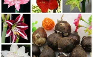 Niin kaunis ja niin erilainen amaryllis