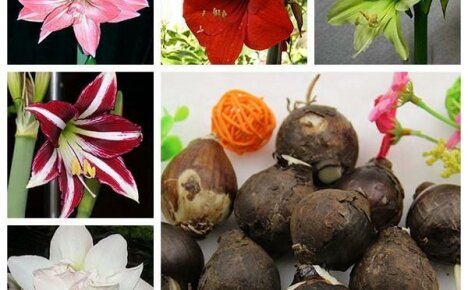 Niin kaunis ja niin erilainen amaryllis