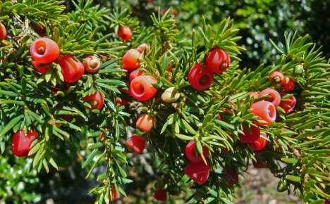 Yew marja - kuvaus ja valokuva, olosuhteet ikivihreän monivuotisen kasvulle