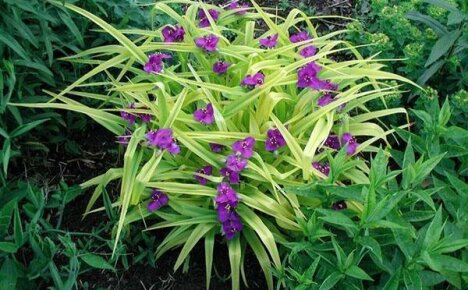 Puutarha Tradescantia kasvaa tontilla, jonka istuttaminen ja hoitaminen on melko yksinkertaista