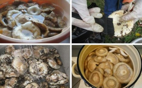 Maidon sienien puhdistus peittaukseen - sorkka- ja mustasienien käsittelyominaisuudet