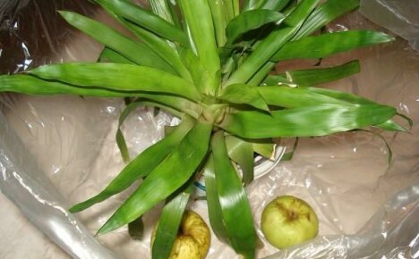 Kuinka nopeuttaa guzmanian ja muiden Bromeliad-perheen edustajien kukintaa