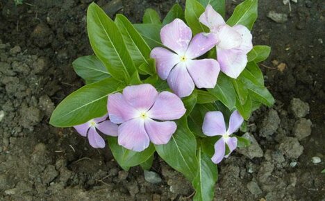 Kuinka kasvattaa catharanthus oikein kotona