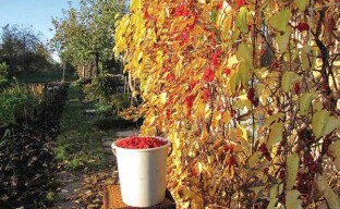 Schisandra chinensis -marjat puutarhassa