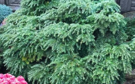 Vaatimaton ja monipuolinen kanadalainen hemlock - kuvaus ja hoito tyylikkäästä efedrasta