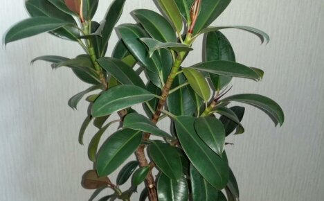 Melanien kumimainen ficus - nopeasti kasvavan komean miehen kotihoito
