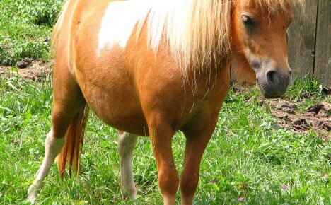 Kuinka hoitaa epätavallinen poni-lemmikki