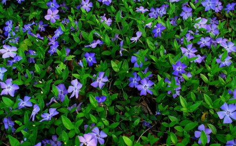 Paras kasvi laiskoille puutarhureille - periwinkle, istutus ja hoito, valokuva