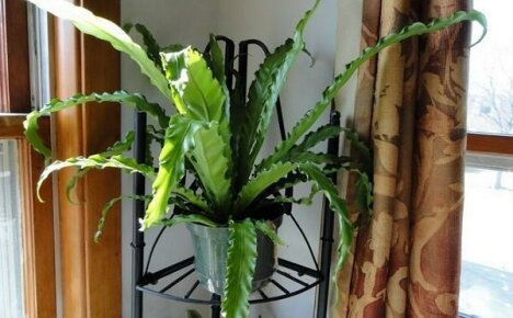 Helpon hoidon perusteet ihanteelliselle kotipuutarhakasville - Asplenium