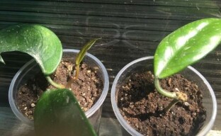 Hoya-lisäys pistokkailla - onnistuneen juurtumisen salaisuudet