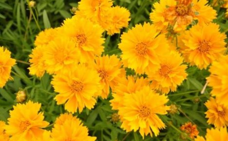 Coreopsis Sunbarst - vaatimaton kukkiva monivuotinen puutarhassasi