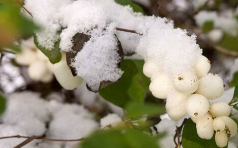 Tapaa lumikellon tyylikkäät näkymät