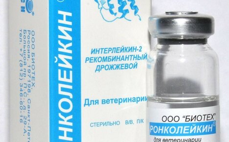 Yksityiskohtaiset ohjeet eläinlääketieteellisen Roncoleukinin käytöstä eläinten immuniteetin vahvistamiseksi