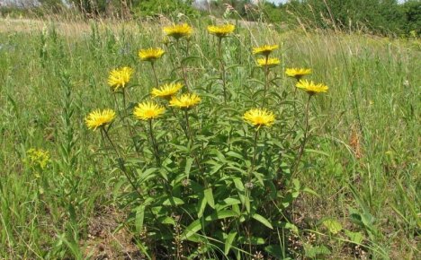 Taikajuuri 9 voimalla - elecampane, hyödylliset ominaisuudet ja vasta-aiheet