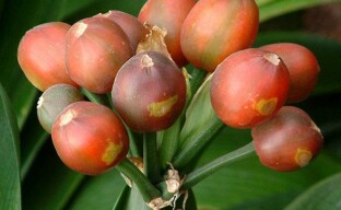 Clivia-lisääntyminen siemenillä 4 vuotta