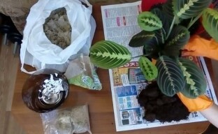 Kuinka ostetaan nuolenjuurensiirto