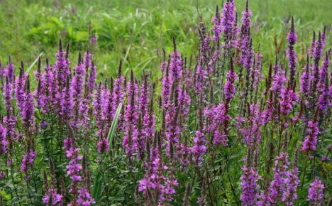 Pajun loosestrife-lääkeominaisuudet - kaunis monivuotinen lila-kukilla