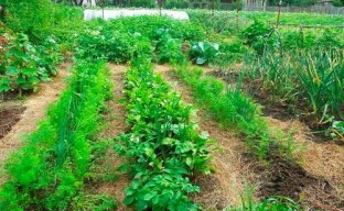 Mulch - huopa puutarhaan