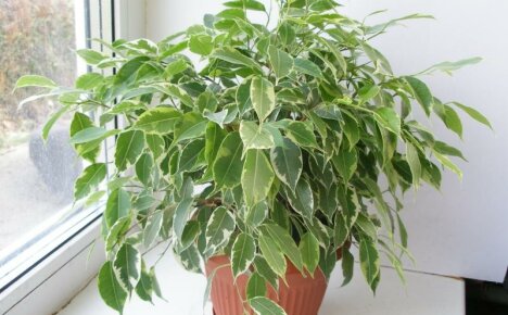 Pienikokoinen ja erittäin koristeellinen Ficus Kinki - kirjohoitoisen kotihoito