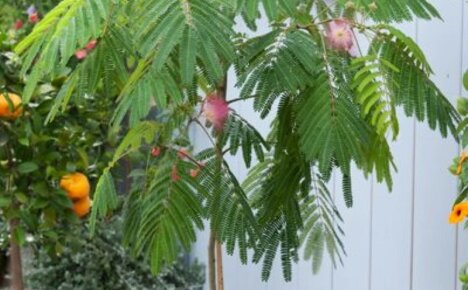 Mitä huone Albitsia rakastaa - trooppinen kauneus silkki akaasia