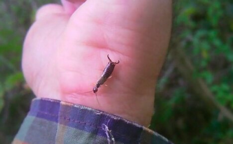 Earwig - mikä on vaarallista ihmiselle ja onko se todella niin pelottavaa