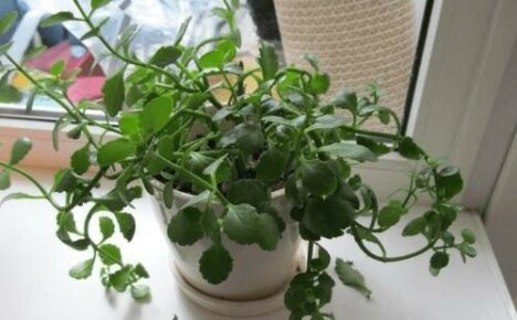 Miksi Kalanchoe venyy ja mitä tehdä
