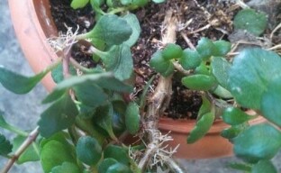 Alkuperäinen tapa kasvattaa Kalanchoe