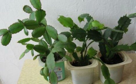 Kuinka levittää zygocactusta - valitse yksinkertaisin ja tehokkain tapa