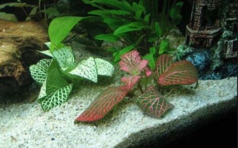 Fittonia akvaariossa tuntuu hyvältä