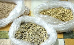 Kanojen munantuotannon lisäämiseksi talvella tarvitaan erityisrehua