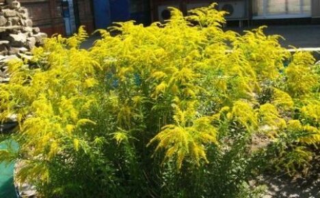 Josephine goldenrod - kompakti monivuotinen matalille pensasaidoille