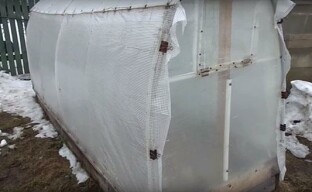 Kurkkujen kasvattaminen kylmässä ilmastossa kasvihuoneissa