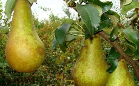 Makea ja hedelmällinen päärynäkonferenssi - valokuva ja kuvaus vanhasta lajikkeesta