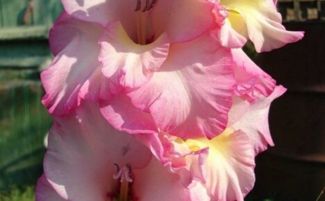 Gladiolus Priscilla - herkkä viehätys suurissa kukinnoissa