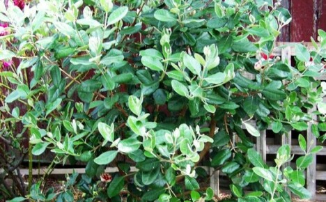 Kiehtova feijoa-viljely ulkona
