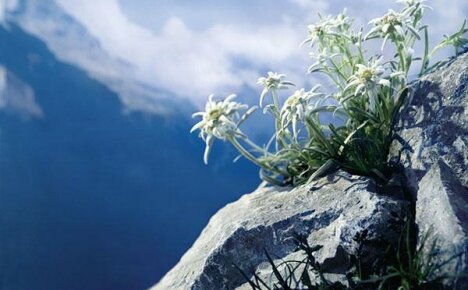 Edelweiss - rakkauden vuoren kukka kesämökissään